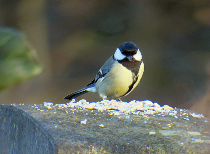 11_kohlmeise_great-tit_friedhof-perlacher-forst_2017-12-25_3334