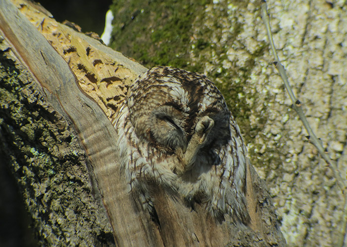 11_waldkauz_tawny-owl_nymphenburger_2017-12-29_3475