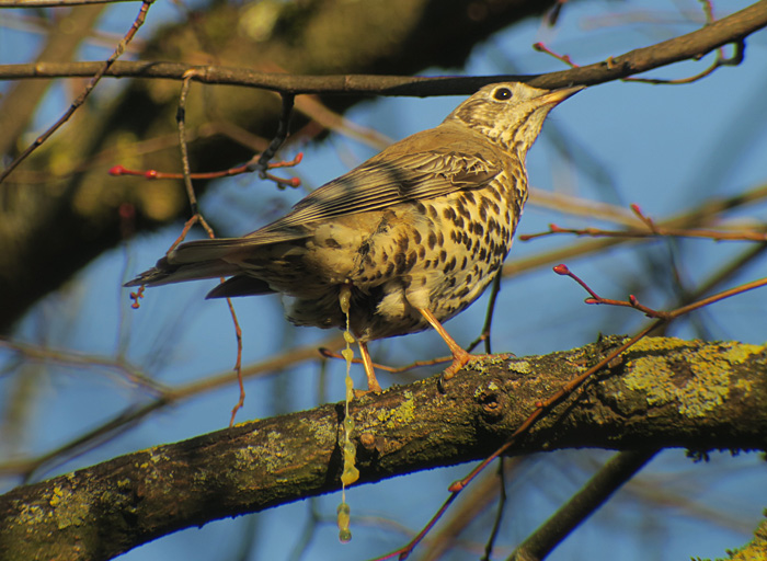 13_misteldrossel_mistle-thrush_friedhof-perlacher-forst_2017-12-253343