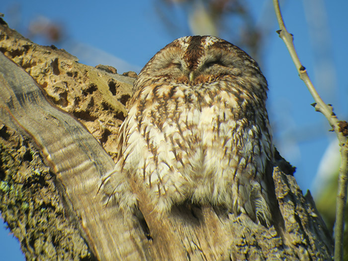 13_waldkauz_tawny-owl_nymphenburger_2017-12-29_3602