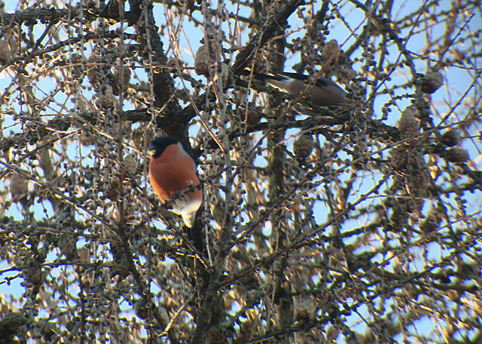 14_gimpel_eurasian-bullfinch_friedhof-perlacher-forst_2017-12-25_3377