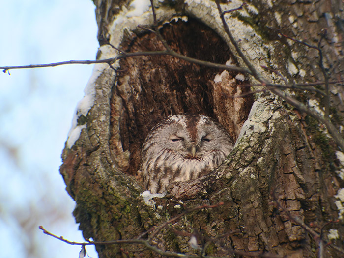 14_waldkauz2_kasimir_tawny-owl_nymphenburger_2017-12-29_3692