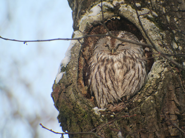 15_waldkauz2_kasimir_tawny-owl_nymphenburger_2017-12-29_3701