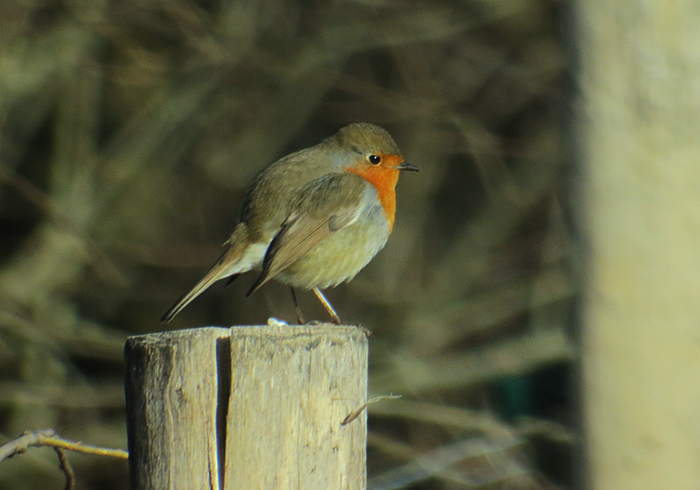 01_rotkehlchen_european-robin_benediktbeuern_2018-01-06_3516