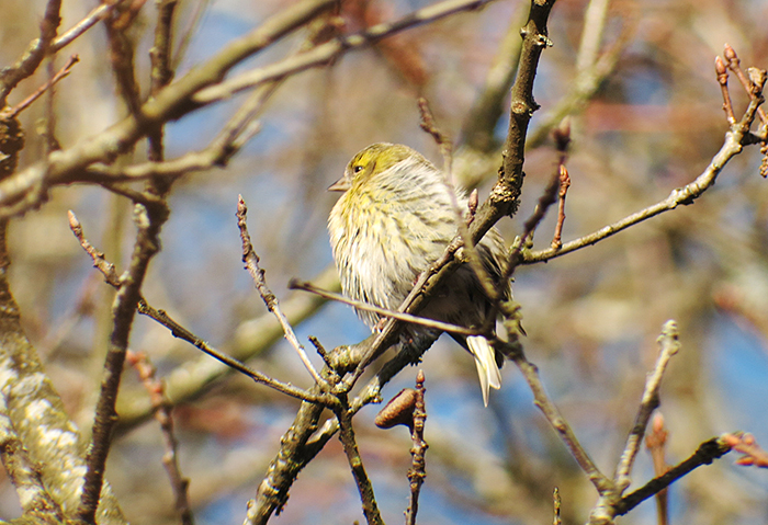 02_erlenzeisig_eurasian-sikin_benediktbeuern_2018-01-06_3544