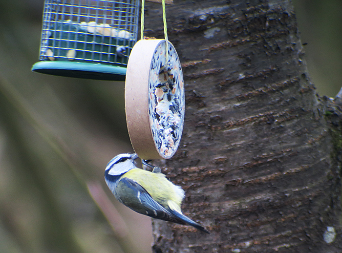 03_blaumeise_blue-tit_perlacher-forst_mue_2018-01-27_0248