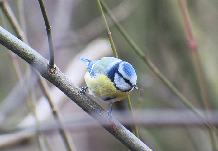 04_blaumeise_blue-tit_perlacher-forst_mue_2018-01-27_0444