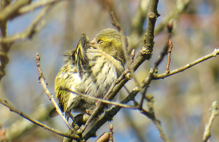 04_erlenzeisig_eurasian-sikin_benediktbeuern_2018-01-06_3561