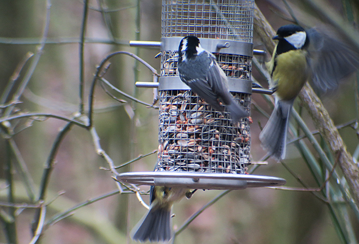 05_tannenmeise_coal-tit_perlacher-forst_mue_2018-01-27_0347