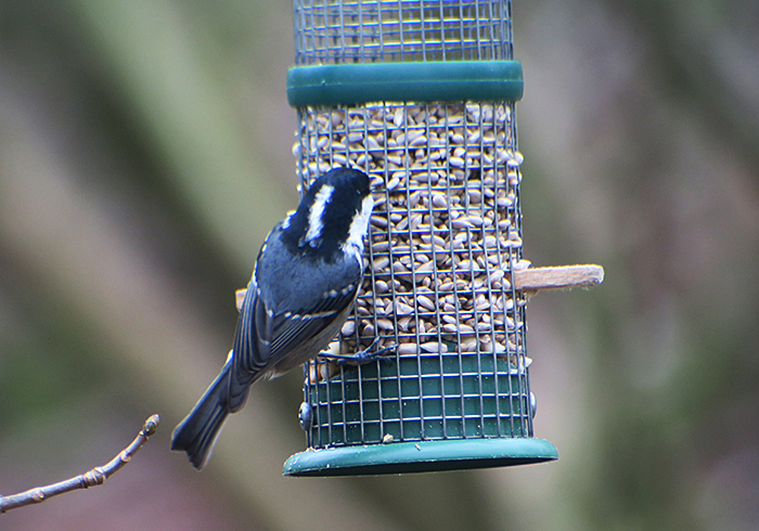 06_tannenmeise_coal-tit_perlacher-forst_mue_2018-01-27_0366