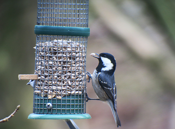 07_tannenmeise_coal-tit_perlacher-forst_mue_2018-01-27_0400