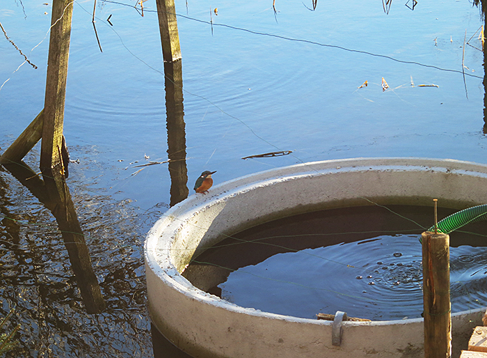 08_eisvogel_common-kingfisher_moosmuehle_benediktbeuern_2018-01-06_3610