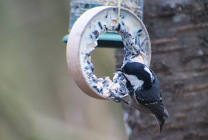 08_tannenmeise_coal-tit_perlacher-forst_mue_2018-01-27_0509