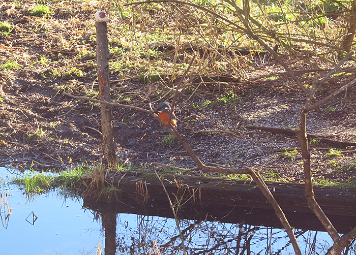 09_eisvogel_common-kingfisher_moosmuehle_benediktbeuern_2018-01-06_3612