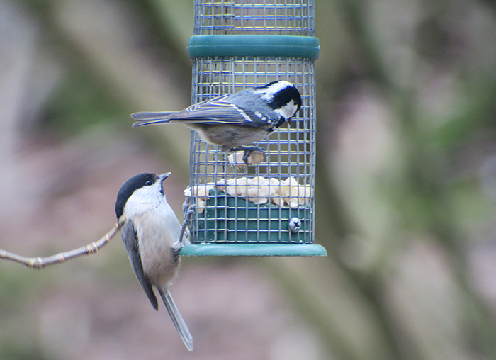 09_sumpfmeise_marsh-tit_tannenmeise_coal-tit_perlacher-forst_mue_2018-01-27_0263