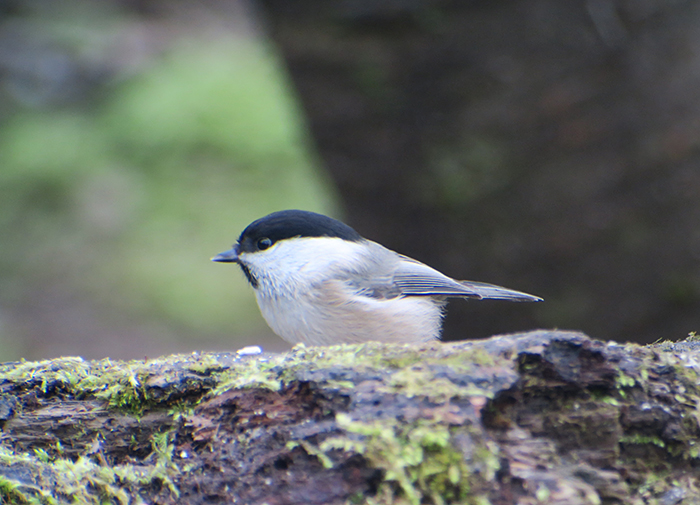 10_sumpfmeise_marsh-tit_perlacher-forst_mue_2018-01-27_0421