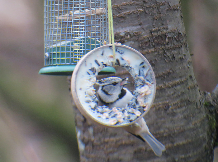 11_haubenmeise_europan-crested-tit_perlacher-forst_mue_2018-01-27_0273