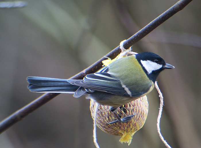 13_kohlmeise_great-tit_perlacher-forst_mue_2018-01-27_0428