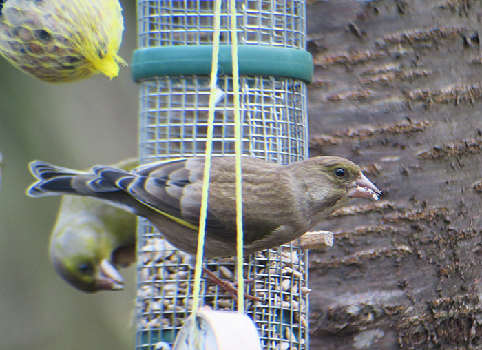 14_gruenfink_european-greenfinch_perlacher-forst_mue_2018-01-27_0388