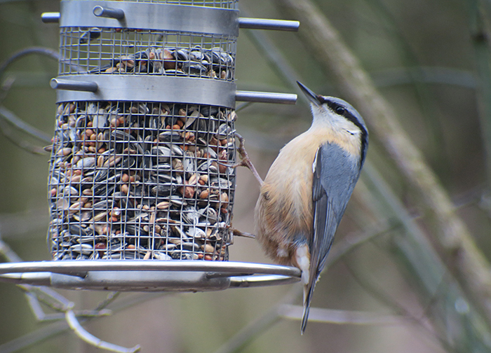 15_kleiber_eurasian-nuthatch_perlacher-forst_mue_2018-01-27_0493