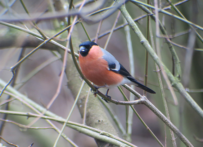 16_gimpel_eurasian-bullfinch_perlacher-forst_mue_2018-01-27_0282