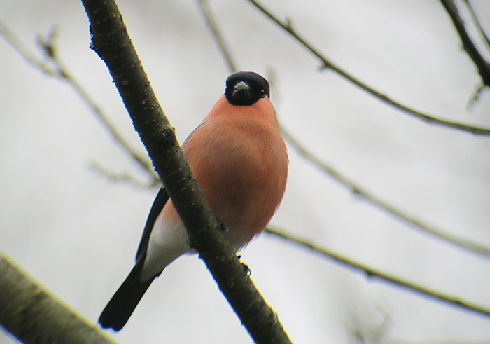 17_gimpel_eurasian-bullfinch_perlacher-forst_mue_2018-01-27_0377