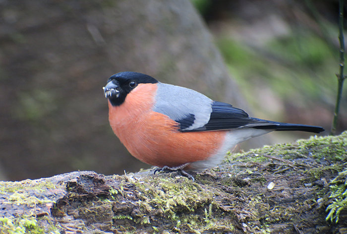 18_gimpel_eurasian-bullfinch_perlacher-forst_mue_2018-01-27_0397