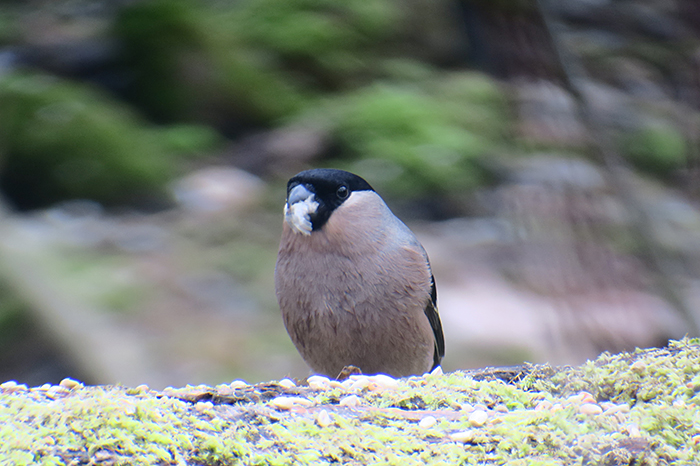 19_gimpel_eurasian-bullfinch_perlacher-forst_mue_2018-01-27_0403