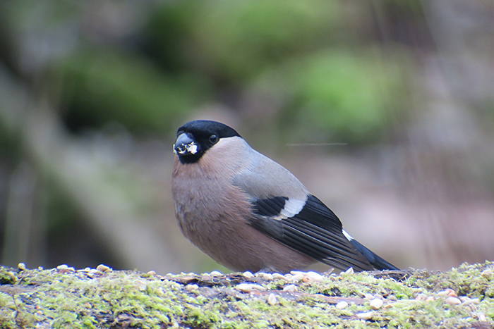 20_gimpel_eurasian-bullfinch_perlacher-forst_mue_2018-01-27_0409