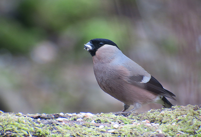 21_gimpel_eurasian-bullfinch_perlacher-forst_mue_2018-01-27_0416