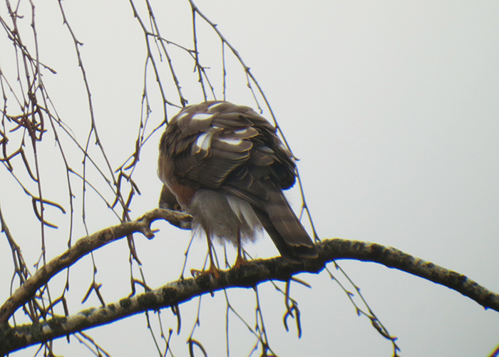 sperber_eurasian-sparrowhawk_muenchen_2018-01-07_3658