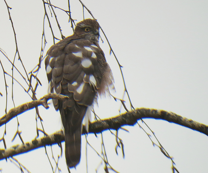 sperber_eurasian-sparrowhawk_muenchen_2018-01-07_3670