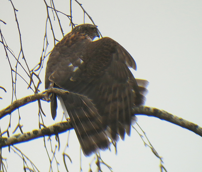 sperber_eurasian-sparrowhawk_muenchen_2018-01-07_3674