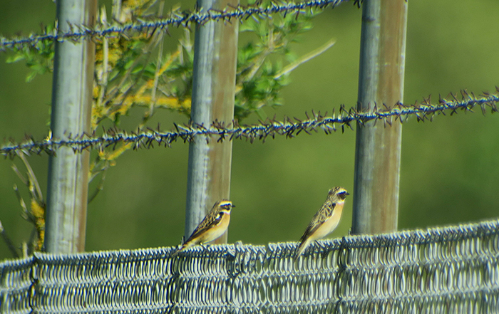 01_2braunkehlchen_whinchat_unterhaching_2018-04-28_3030