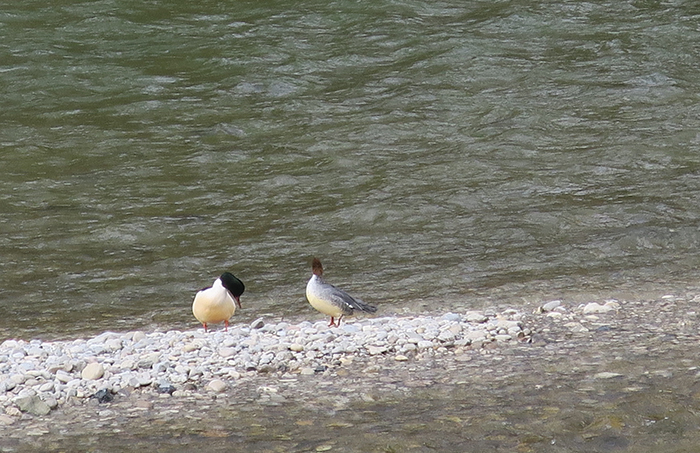 01_gaensesaeger_common-merganser_isar_muenche_2018-03-31_1654