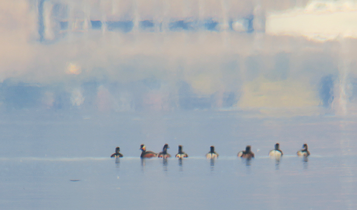 01_schwarzhalstaucher_black-necked-grebe_ammersee_2018-04-07_1926