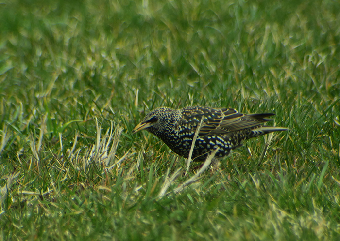 01_star_common-starling_grub_2018-03-30_1472