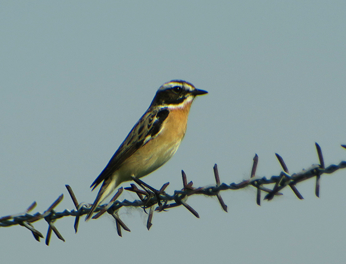 02_braunkehlchen_whinchat_unterhaching_2018-04-28_3002