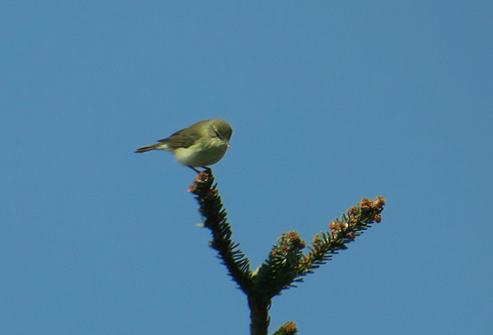 02_fitis_willow-warbler_loisach-kochel_2018-04_21_2884