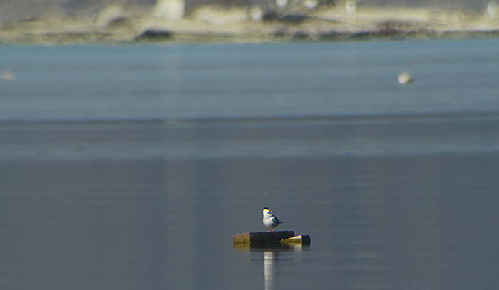 02_flussseeschwalbe_common-tern_ammersee_2018-04-07_1940