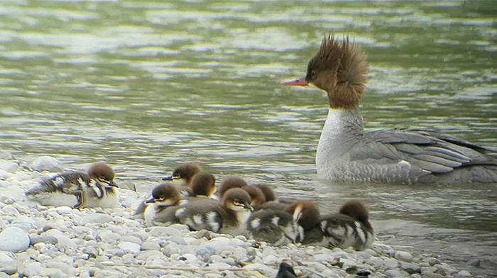 02_gaensesaeger_common-merganser_isar_2018-05-19