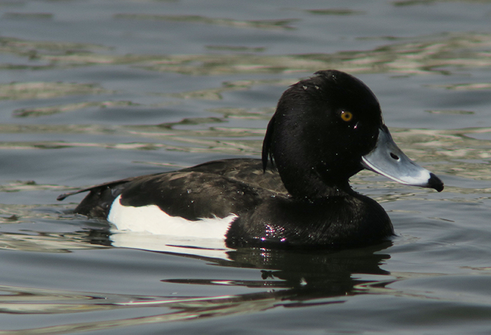 02_reiherente_tufted-duck_nymphenburg_2018-04-14_2332