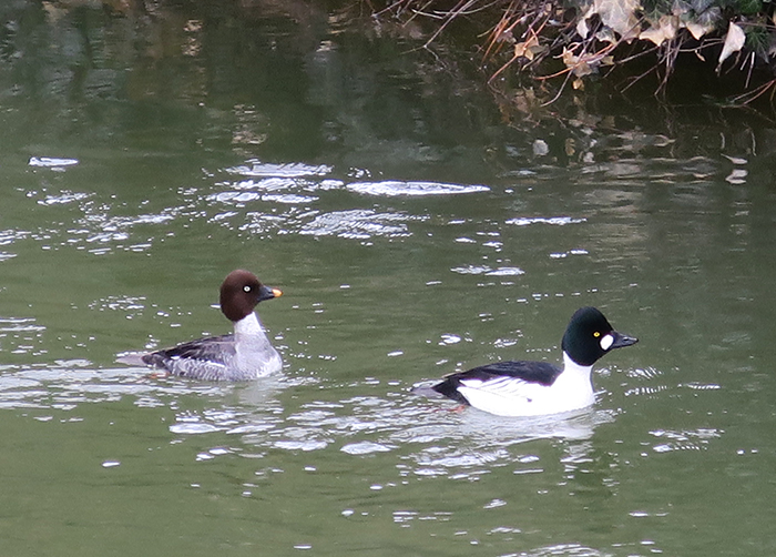 02_schellente_common-goldeneye_isar_muenchen_2018-03-31_1662