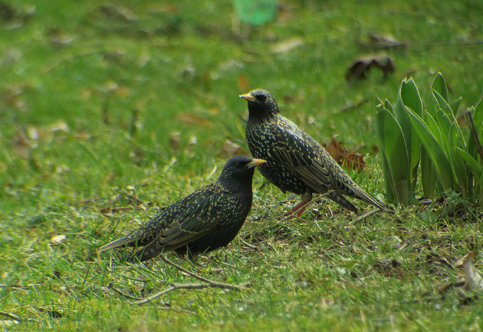 02_star_common-starling_grub_2018-03-30_1484