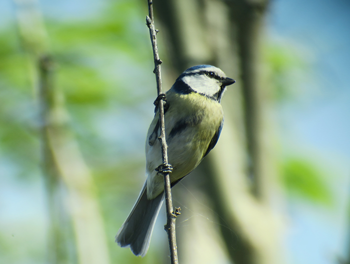 02b_blaumeise_blue-tit_loisach-kochel_2018-04_21_2819