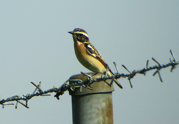 03_braunkehlchen_whinchat_unterhaching_2018-04-28_3010