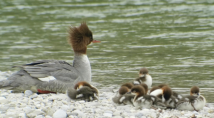 03_gaensesaeger_common-merganser_isar_2018-05-19x