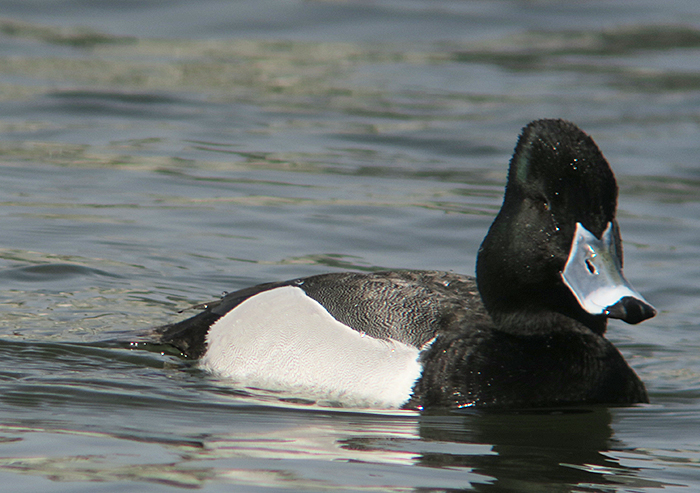 03_ringschnabelente-hybrid_ring-necked-duck-hybride_nymphenburg_2018-04-14_2331