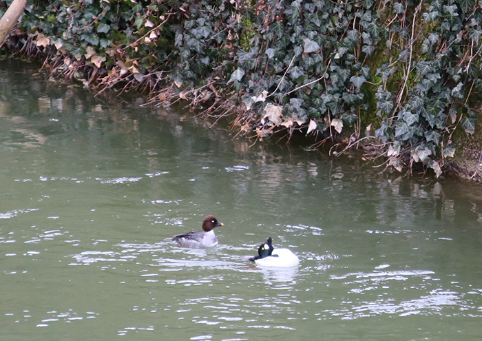 03_schellente_common-goldeneye_isar_muenchen_2018-03-31_1660