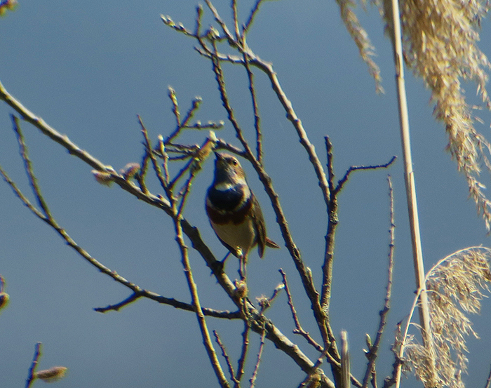 04_blaukehlchen_bluethroat_loisach-kochel_2018-04_21_2853